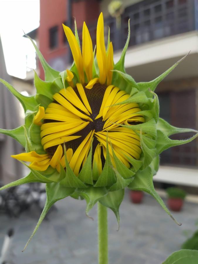 Helianthus Guesthouse Амолиани Экстерьер фото