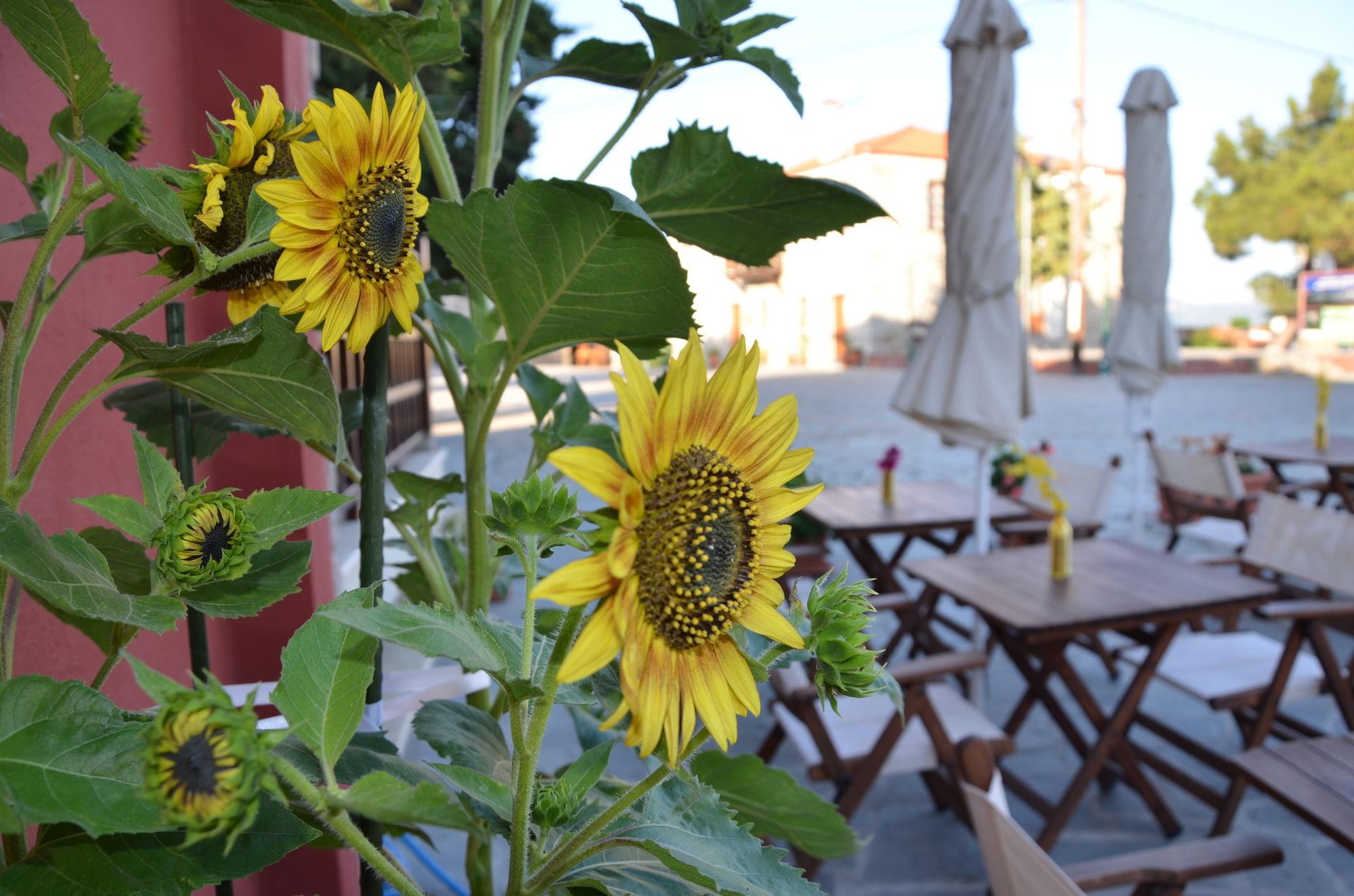 Helianthus Guesthouse Амолиани Экстерьер фото